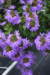 Whirlwind Blue Fan Flower (Scaevola aemula 'Whirlwind Blue') at Lakeshore Garden Centres