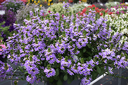 Whirlwind Starlight Fan Flower (Scaevola aemula 'Whirlwind Starlight') at Lakeshore Garden Centres