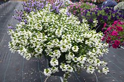 Whirlwind White Fan Flower (Scaevola aemula 'Whirlwind White') at Lakeshore Garden Centres