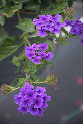 Superbena Imperial Blue Verbena (Verbena 'Superbena Imperial Blue') at Lakeshore Garden Centres