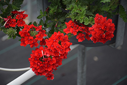 Superbena Royale Red Verbena (Verbena 'AKIV5-4') at Lakeshore Garden Centres