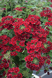 Superbena Royale Romance Verbena (Verbena 'RIKAV38602') at Lakeshore Garden Centres