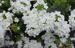 Superbena Whiteout Verbena (Verbena 'RIKA1832M3') at Lakeshore Garden Centres