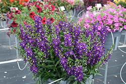 Angelissa Purple Angelonia (Angelonia angustifolia 'SAIANG002') at Lakeshore Garden Centres