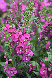 Angelissa Rose Angelonia (Angelonia angustifolia 'SAIANG003') at Lakeshore Garden Centres