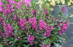 Angelissa Rose Angelonia (Angelonia angustifolia 'SAIANG003') at Lakeshore Garden Centres