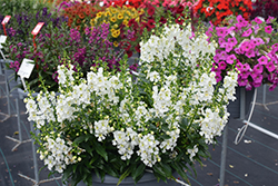 Angelissa White Angelonia (Angelonia angustifolia 'SAIANG001') at Lakeshore Garden Centres