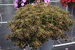 Burgundy Wedding Train Coleus (Solenostemon scutellarioides 'Burgundy Wedding Train') at Lakeshore Garden Centres