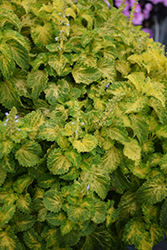 PartyTime Lime Coleus (Solenostemon scutellarioides 'PartyTime Lime') at Lakeshore Garden Centres
