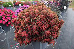 PartyTime Ruby Punch Coleus (Solenostemon scutellarioides 'SAKCOL023') at Lakeshore Garden Centres