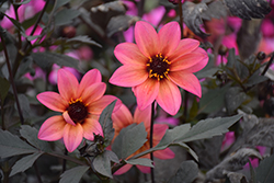 Mystic Dahlias Mystic Fantasy Dahlia (Dahlia 'Hawaiian Dreams') at Lakeshore Garden Centres