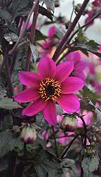 Mystic Dahlias Mystic Wizard Dahlia (Dahlia 'Mystic Wizard') at Lakeshore Garden Centres