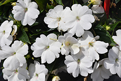 SunPatiens Compact Classic White Impatiens (Impatiens 'SAKIMP068') at Lakeshore Garden Centres