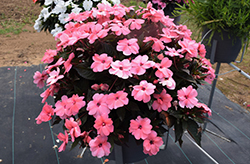 SunPatiens Compact Coral Pink New Guinea Impatiens (Impatiens 'SakimP042') at Lakeshore Garden Centres