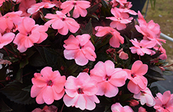 SunPatiens Compact Coral Pink New Guinea Impatiens (Impatiens 'SakimP042') at Lakeshore Garden Centres