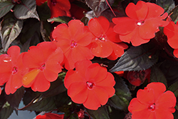 SunPatiens Compact Deep Red Impatiens (Impatiens 'SAKIMP060') at Lakeshore Garden Centres