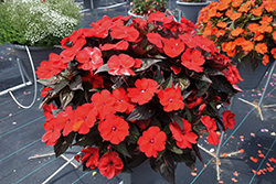 SunPatiens Compact Deep Red Impatiens (Impatiens 'SAKIMP060') at Lakeshore Garden Centres