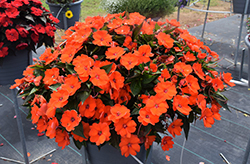 SunPatiens Compact Electric Orange New Guinea Impatiens (Impatiens 'SakimP025') at A Very Successful Garden Center