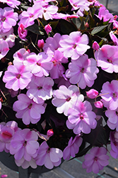 SunPatiens Compact Lavender Splash Impatiens (Impatiens 'SAKIMP069') at Lakeshore Garden Centres