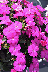 SunPatiens Compact Lilac New Guinea Impatiens (Impatiens 'SakimP063') at Lakeshore Garden Centres