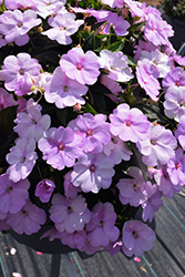 SunPatiens Compact Orchid Blush Impatiens (Impatiens 'SAKIMP041') at Lakeshore Garden Centres