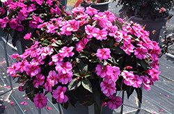 SunPatiens Compact Purple Candy Impatiens (Impatiens 'SAKIMP071') at Lakeshore Garden Centres