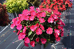 SunPatiens Compact Rose Glow New Guinea Impatiens (Impatiens 'SAKIMP061') at Lakeshore Garden Centres