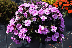 SunPatiens Vigorous Lavender Splash New Guinea Impatiens (Impatiens 'SAKIMP058') at Lakeshore Garden Centres