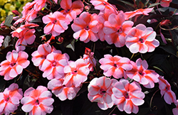 SunPatiens Vigorous Peach Candy Impatiens (Impatiens 'SAKIMP067') at Lakeshore Garden Centres