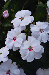 SunPatiens Vigorous Sweetheart White Impatiens (Impatiens 'SAKIMP064') at Lakeshore Garden Centres