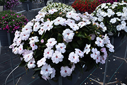 SunPatiens Vigorous Sweetheart White Impatiens (Impatiens 'SAKIMP064') at Lakeshore Garden Centres