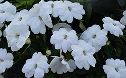 SunPatiens Vigorous White New Guinea Impatiens (Impatiens 'SAKIMP065') at A Very Successful Garden Center