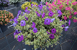 Glamouflage Grape Petunia (Petunia 'Glamouflage Grape') at Lakeshore Garden Centres