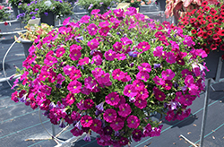 SuperCal Rose Petchoa (Petchoa 'SAKPXC027') at Lakeshore Garden Centres