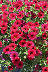 SuperCal Royal Red Petchoa (Petchoa 'SAKPXC028') at Lakeshore Garden Centres