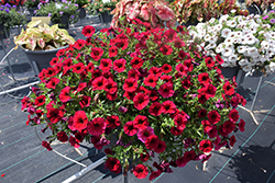 SuperCal Royal Red Petchoa (Petchoa 'SAKPXC028') at Lakeshore Garden Centres