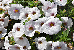 SuperCal Snowberry White Petchoa (Petchoa 'SAKPXC025') at Lakeshore Garden Centres