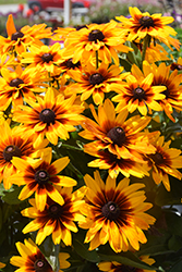 MiniBeckia Flame Coneflower (Rudbeckia 'MiniBeckia Flame') at Lakeshore Garden Centres