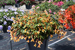 Beauvilia Yellow Begonia (Begonia boliviensis 'Beauvilia Yellow') at Lakeshore Garden Centres