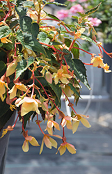 Beauvilia Yellow Begonia (Begonia boliviensis 'Beauvilia Yellow') at Lakeshore Garden Centres