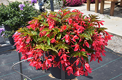 Beauvilia Hot Pink Begonia (Begonia boliviensis 'Beauvilia Hot Pink') at Lakeshore Garden Centres