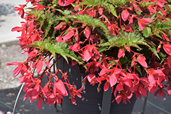 Beauvilia Hot Pink Begonia (Begonia boliviensis 'Beauvilia Hot Pink') at Lakeshore Garden Centres