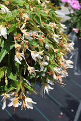 Waterfall Encanto White Blush Begonia (Begonia boliviensis 'Encanto White Blush') at Lakeshore Garden Centres