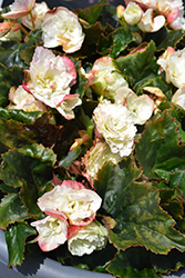 Frivola White Begonia (Begonia x hiemalis 'Frivola White') at Lakeshore Garden Centres