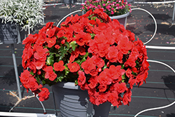 Bonny Begonia (Begonia x hiemalis 'Bonny') at Lakeshore Garden Centres