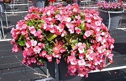 Dreams Garden MacaRose Begonia (Begonia 'Macarose') at Lakeshore Garden Centres