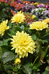 Labella Maggiore Yellow Dahlia (Dahlia 'Labella Maggiore Yellow') at Lakeshore Garden Centres