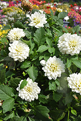 Labella Maggiore White Dahlia (Dahlia 'Labella Maggiore White') at Lakeshore Garden Centres