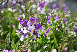 Serafina Bicolor Angelonia (Angelonia 'Serafina Bicolor') at Lakeshore Garden Centres