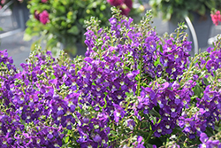 Serafina Blue Angelonia (Angelonia 'Serafina Blue') at Lakeshore Garden Centres